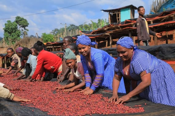 Ethiopia Lalessa 200gr