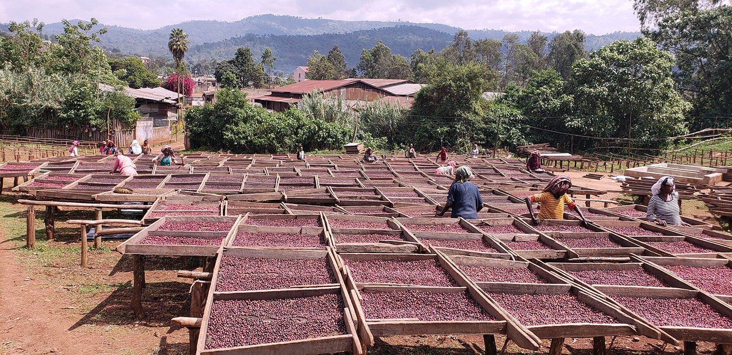 Ethiopia Gotiti washed 200gr