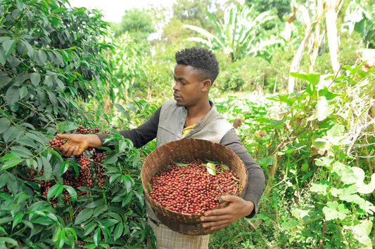 Ethiopia Gotiti washed 200gr