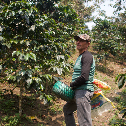 Peru David Armijos 200gr