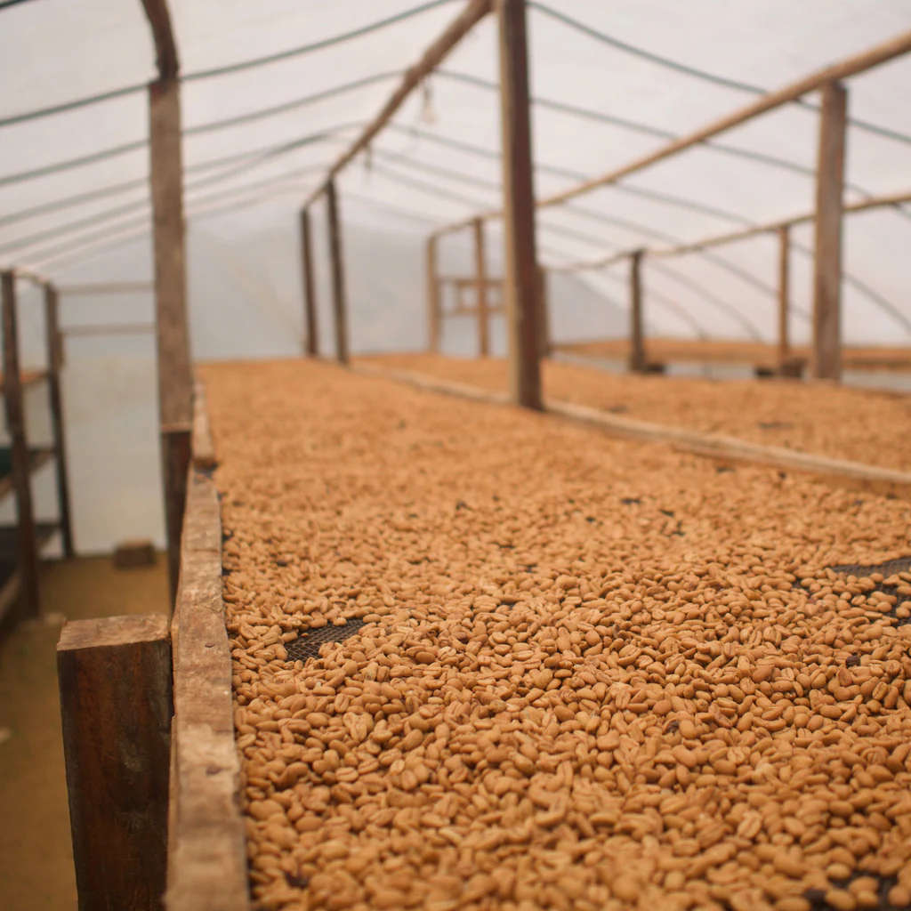 Peru David Armijos 200gr